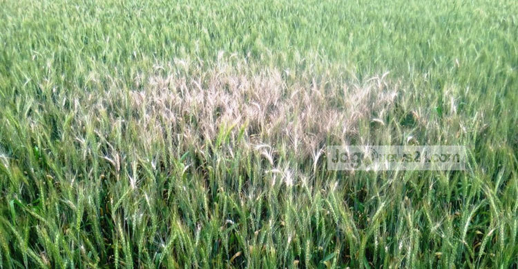 ঝিনাইদহে গম ক্ষেতে ব্লাস্ট রোগের সংক্রমণ 