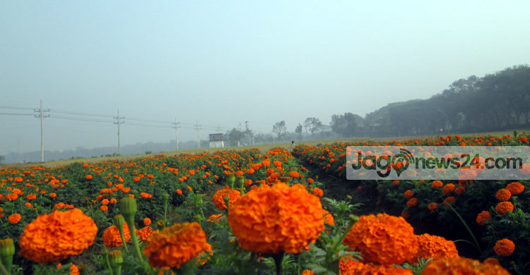 ঝিনাইদহে জমে উঠেছে ফুলের বাজার 