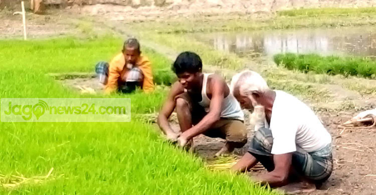 ইরি-বোরো চাষে ব্যস্ত জয়পুরহাটের কৃষক