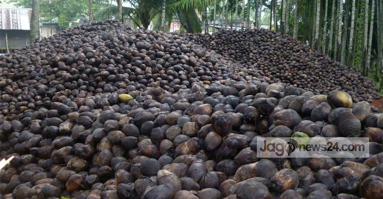 নারিকেলকে ঘিরে লক্ষ্মীপুরের অর্থনীতি চাঙ্গা