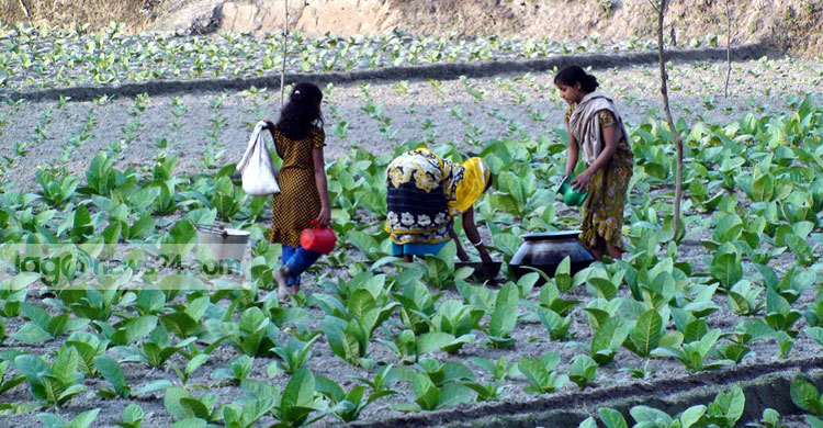 লালমনিরহাটে লোভনীয় আশ্বাসে বাড়ছে তামাক চাষ