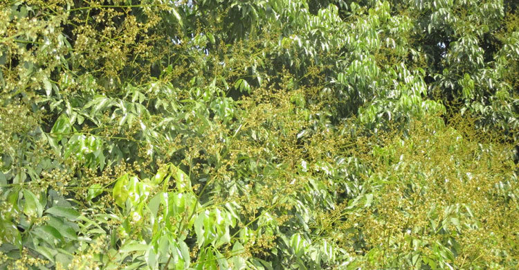ফুলে ফুলে ভরে গেছে ঈশ্বরদীর লিচু বাগান