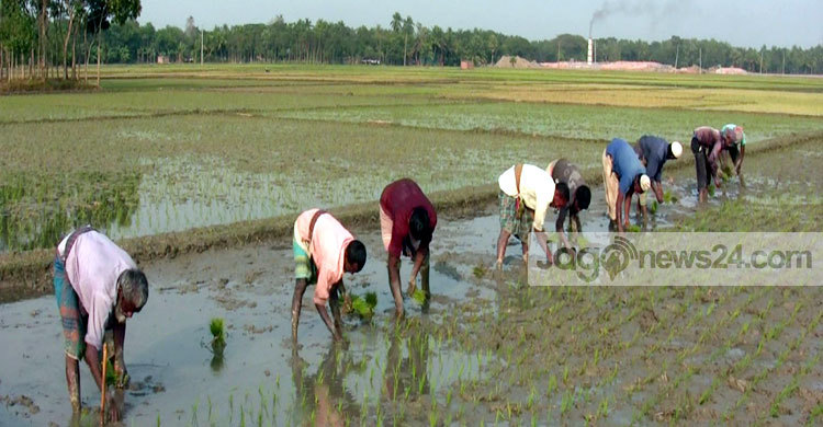 মাগুরায় বোরো চাষে বিপর্যয়ের আশঙ্কা