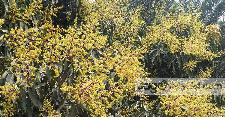 গাছে গাছে আমের মুকুল, বাম্পার ফলনের সম্ভাবনা