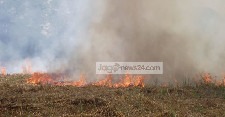 মেহেরপুরে গমে ব্লাস্ট রোগ : আগুনে পুড়িয়ে ধ্বংস