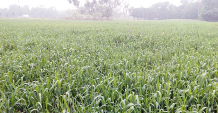নওগাঁয় বেড়েছে গমের আবাদ