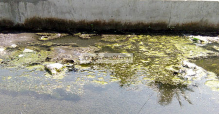 মশার কামড়ে অতিষ্ঠ নওগাঁ পৌরবাসী