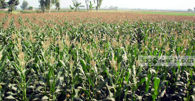 নওগাঁয় ভুট্টার বাম্পার ফলনের সম্ভাবনা