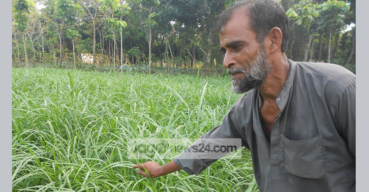 নেপিয়ার চাষে সচ্ছলতা ফিরেছে আব্দুল হকের