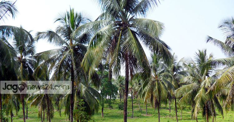 দুর্যোগ কাটিয়ে ঘুরে দাঁড়াচ্ছে রামুর নারকেল বাগান