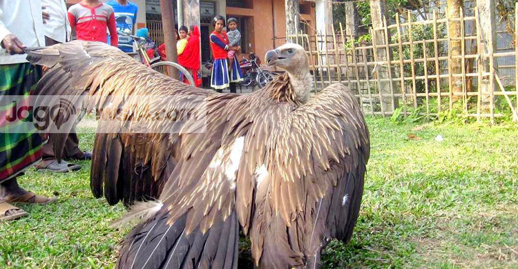 ডিমলায় বিরল প্রজাতির শকুন উদ্ধার