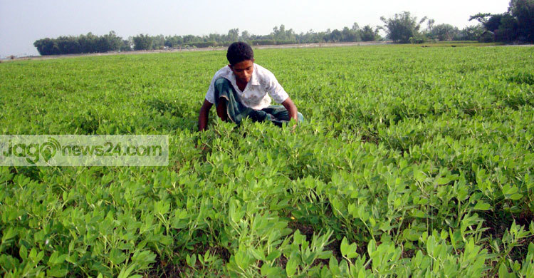 তিস্তার চরে বাদামের বাম্পার ফলন