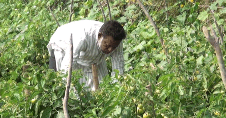 কাদামাটিতে টমেটো চাষ করে জসিমের সাফল্য