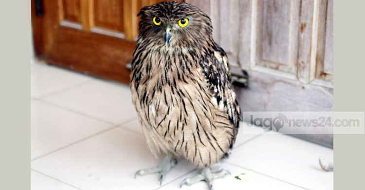 ঠাকুরগাঁওয়ে বিরল প্রজাতির পেঁচা উদ্ধার