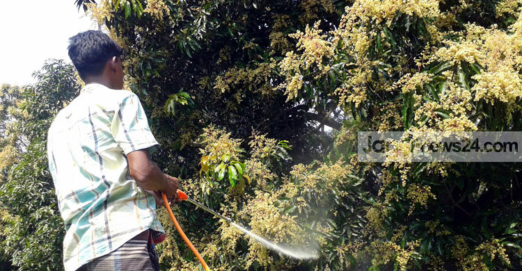 গাছ পরিচর্যায় ব্যস্ত রাজশাহীর আম চাষীরা