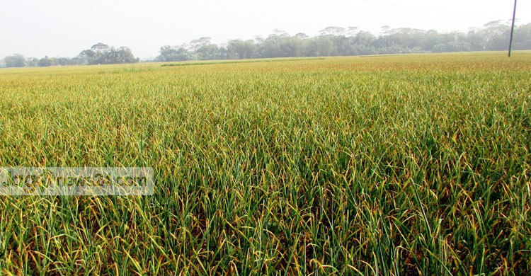 শরীয়তপুরে রসুন চাষে বাম্পার ফলন