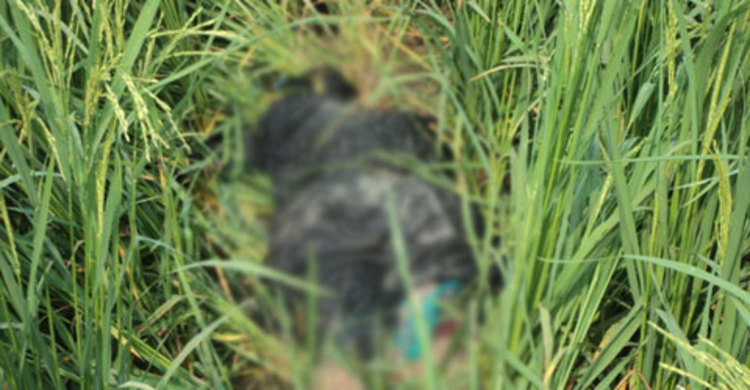 তলুইগাছা সীমান্তে অজ্ঞাত নারীর মরদেহ উদ্ধার