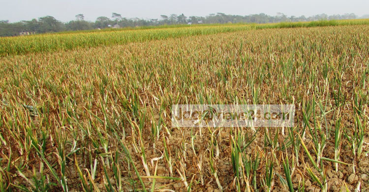 পেঁয়াজের বাম্পার ফলনে কৃষকের মুখে হাসি