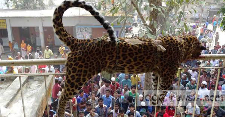 শেরপুরে বাঘের থাবায় পৌর মেয়র আহত