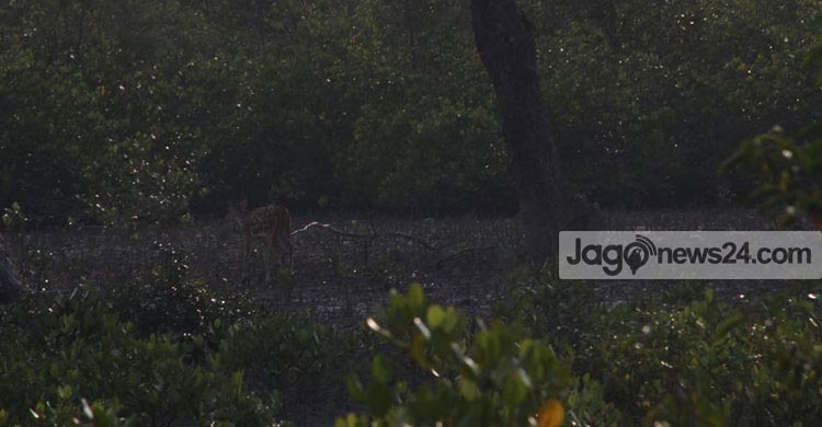 মায়াবী জোসনায় প্রকৃতি প্রেমে মেতেছিল ওরা