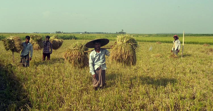 সুনামগঞ্জে অকাল বন্যার ঝুঁকিতে ৫০০ কোটি টাকার ফসল 