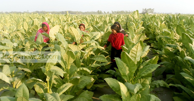 টাঙ্গাইলে তামাক চাষের ব্যাপকতায় উর্বরতা হারাচ্ছে কৃষি জমি