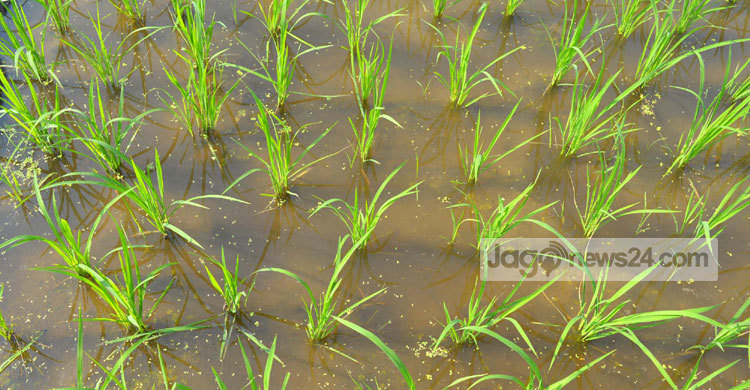 বোরোর বাম্পার ফলনেও হতাশ কৃষক