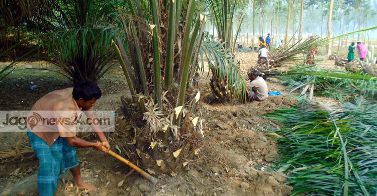ঠাকুরগাঁওয়ে পামবাগান কেটে ফেলছেন চাষিরা