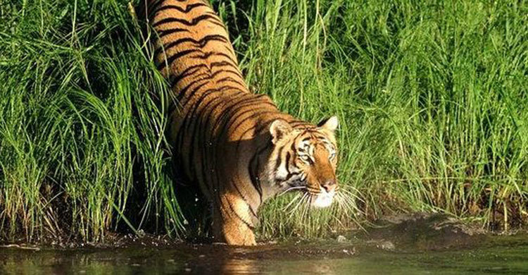 আজ বিশ্ব বন্য প্রাণী দিবস 