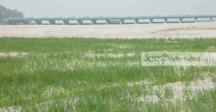 তিস্তার চরে সবুজের হাতছানি