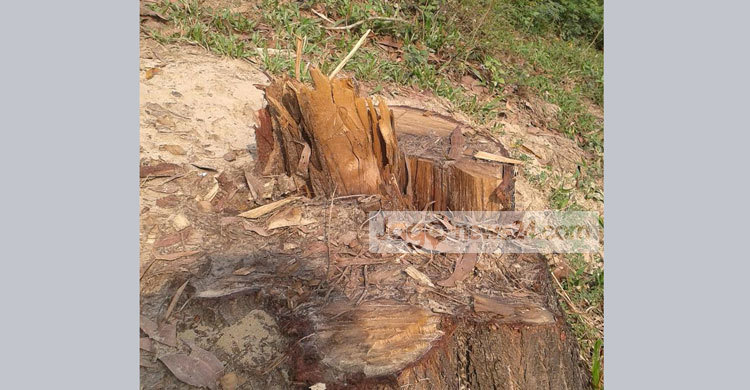 ফটিকছড়িতে কাউন্সিলরের বিরুদ্ধে গাছ কাটার অভিযোগ