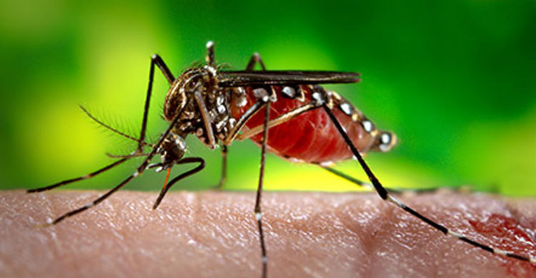 জিকার হানা বাংলাদেশেও 