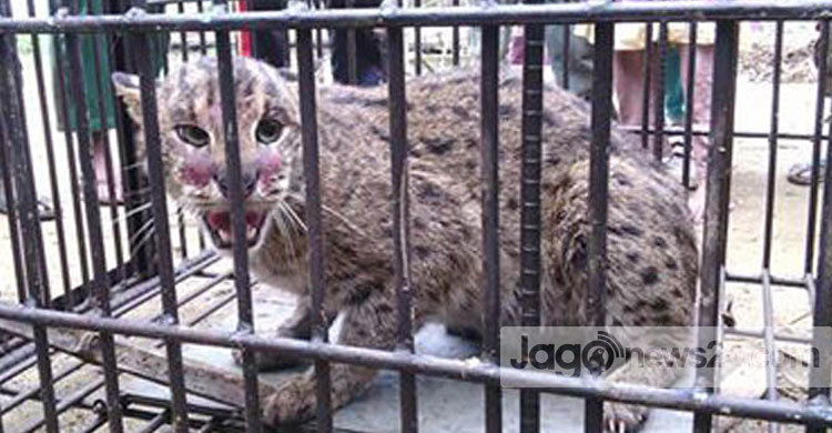 বিশ্বনাথে আবারো মেছোবাঘ আটক