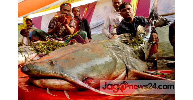 বগুড়ায় একটি মাছের দাম ৯০ হাজার টাকা