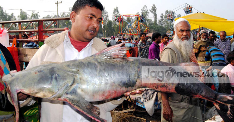 বগুড়ার বক চরে মাছের মেলা