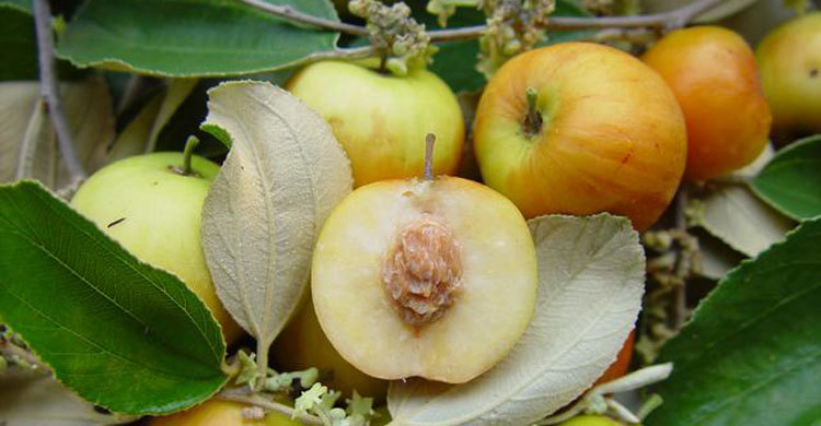 টক বরইয়ের মিষ্টি গুণ