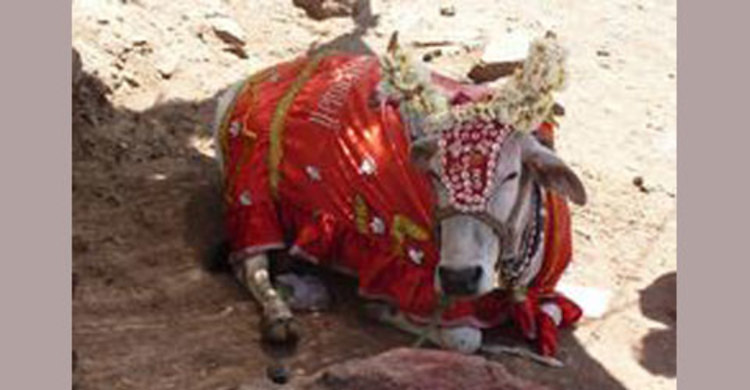 গরুর বিয়ের অতিথি ৭শ, খরচ ১৮ লাখ!