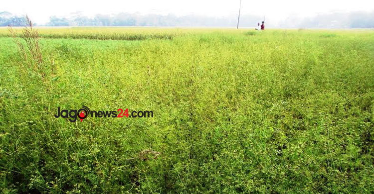 শরীয়তপুরে ধনিয়া চাষে বাম্পার ফলন 