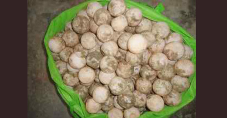 টেকনাফে কচ্ছপের ২০৮ পিস ডিম উদ্ধার