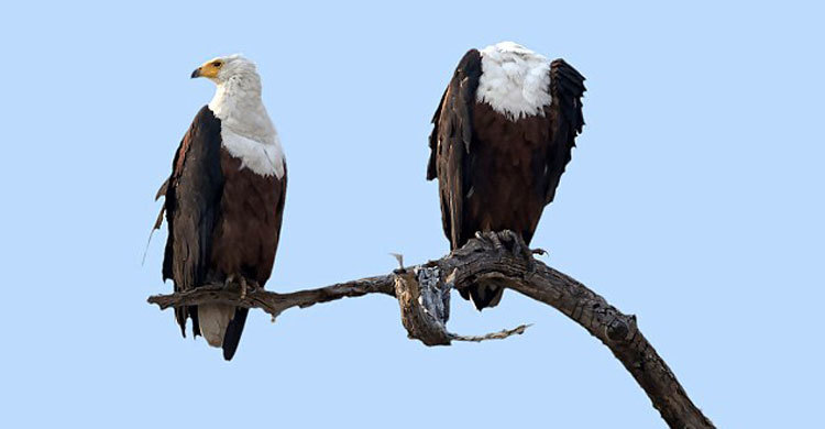 গাছের ডালে মুণ্ডুহীন ঈগল!