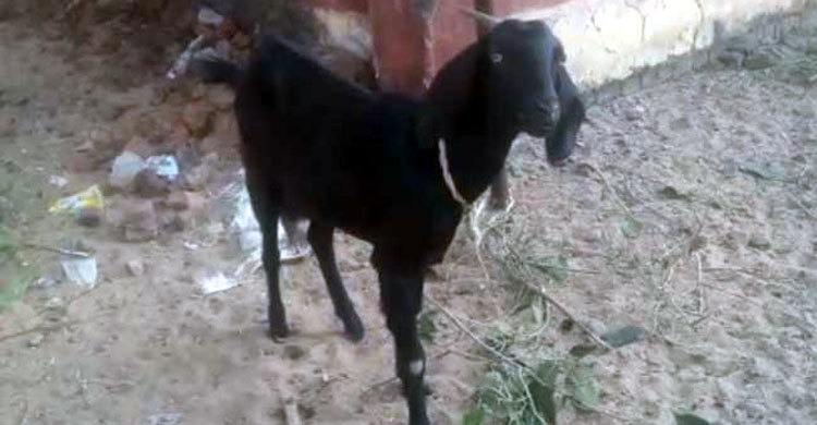 ছাগলের কারাদণ্ড নিয়ে তোলপাড় (ভিডিও)