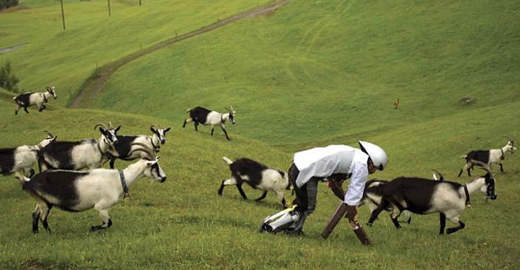ছাগল হিসেবে ঘাস খেয়ে অভিনব জীবনযাপন