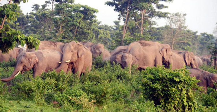 বোয়ালখালীতে বন্য হাতির আক্রমণে প্রবাসী আহত