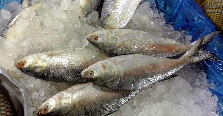 ই‌লি‌শের হা‌লি ২২০০ টাকা