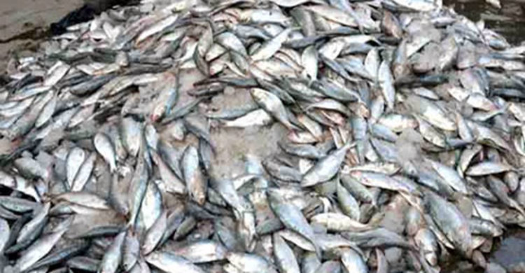 শত মণ জাটকা ও সাড়ে ৮ লাখ মিটার কারেন্ট জাল জব্দ 