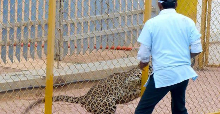 এবার খাঁচা থেকে পালালো সেই চিতাবাঘ (ভিডিও)