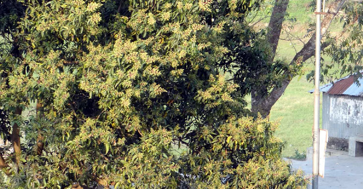 বসন্তের আগমনে সজীব ইবি