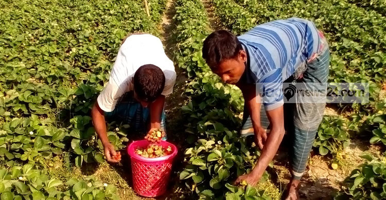 স্ট্রবেরি ভিলেজ হিসেবে জনপ্রিয় হচ্ছে জয়পুরহাট