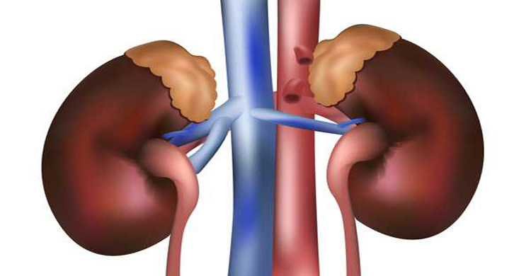 কিডনি রোগ প্রতিরোধে প্রচারাভিযান শুরু