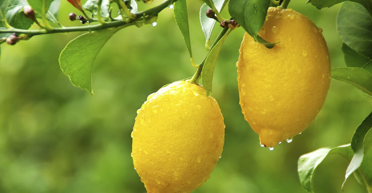 লেবুর খোসার গুণাগুণ